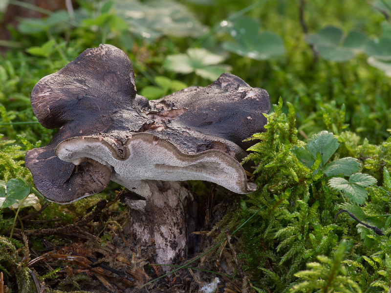 Boletopsis leucomelaena